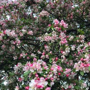 Meet your Posher, Molly